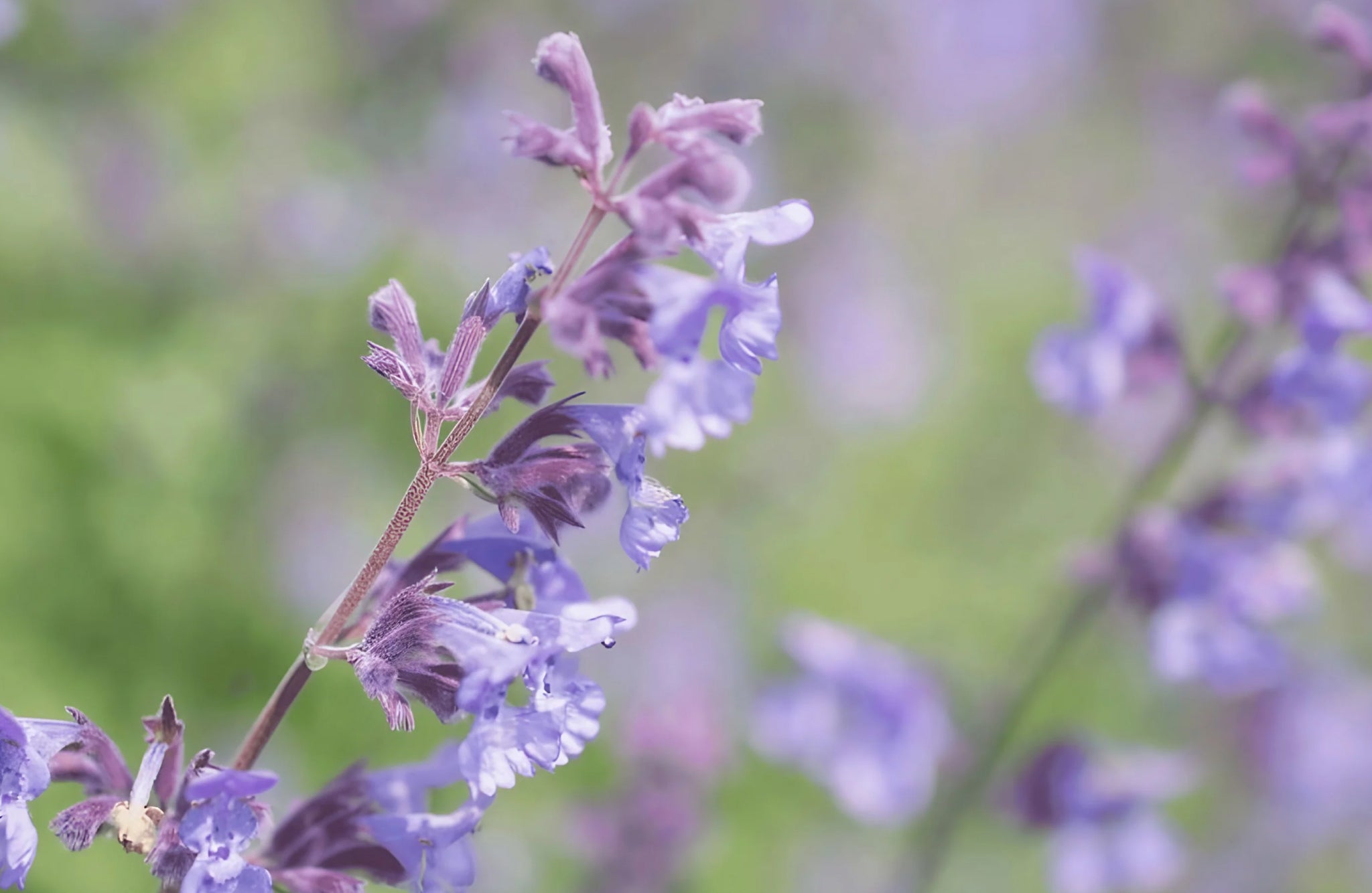 Nepeta mussinii