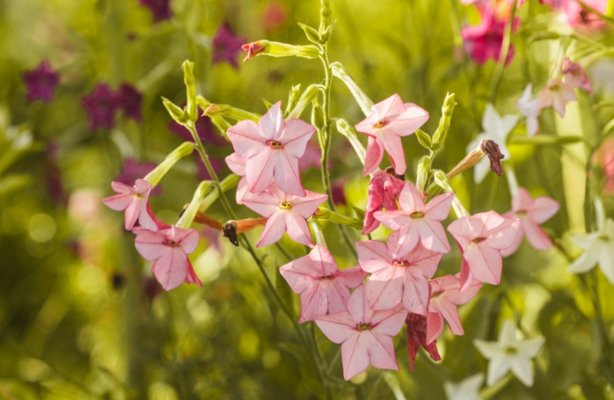 Nicotiana