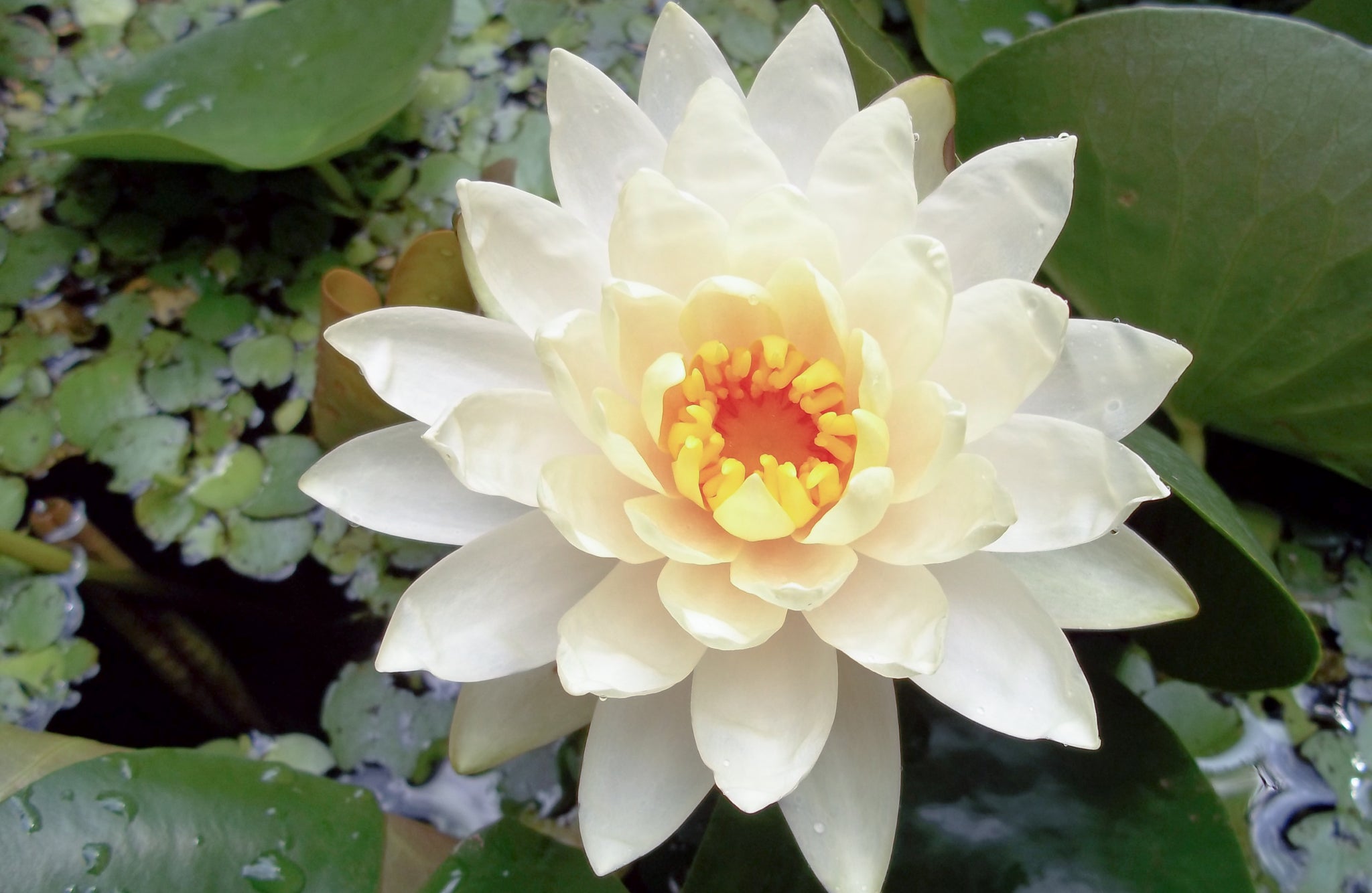 Nymphaea odorata