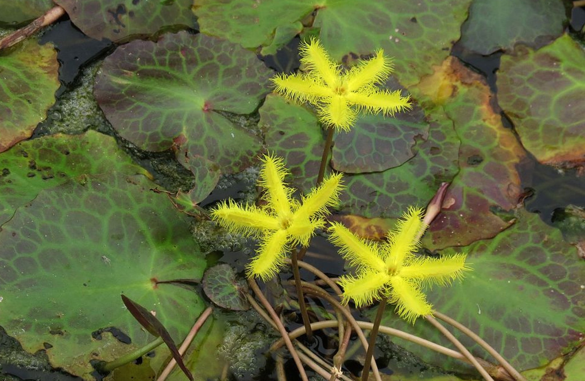 Nymphoides crenata