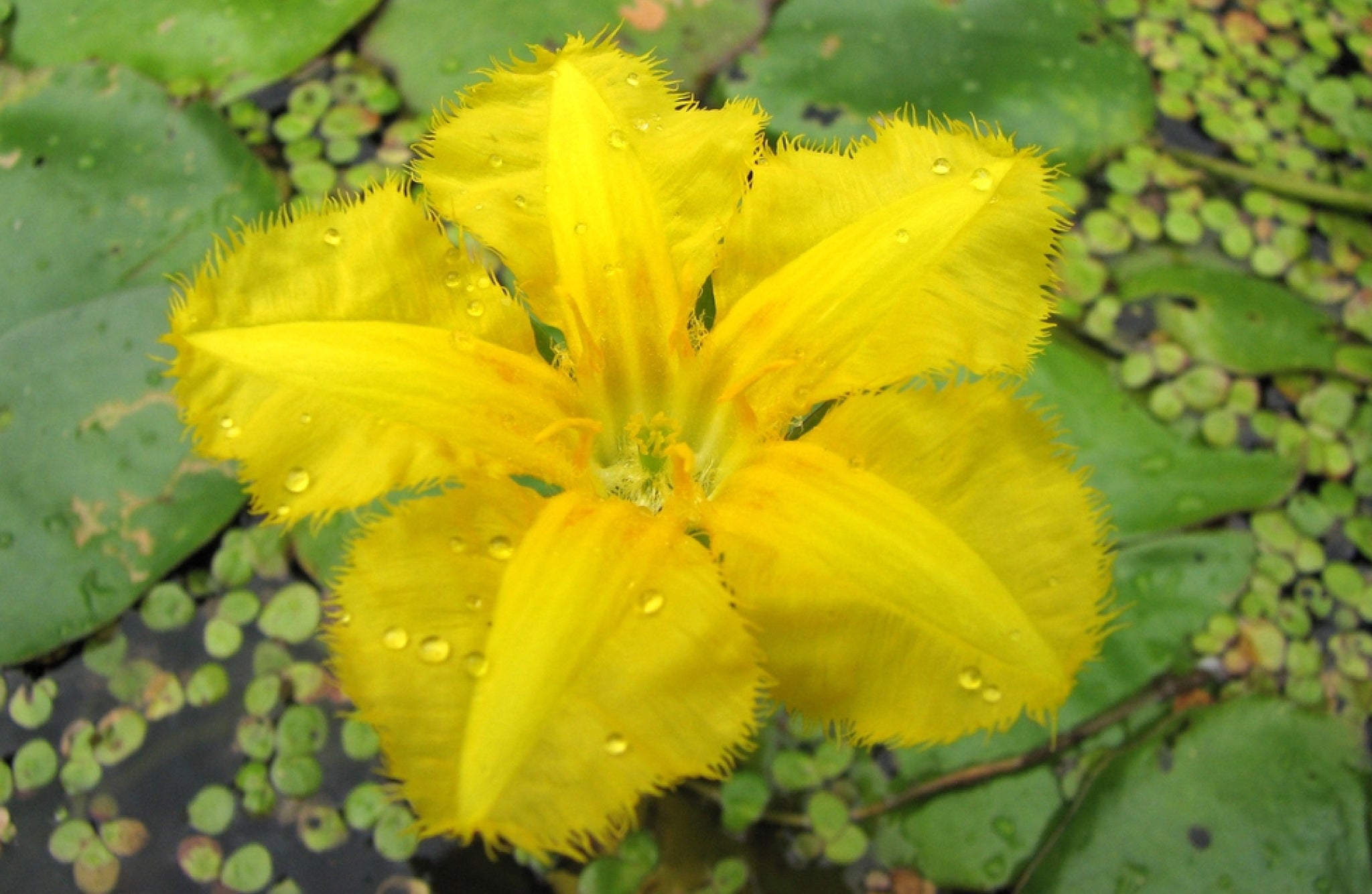 Nymphoides peltata