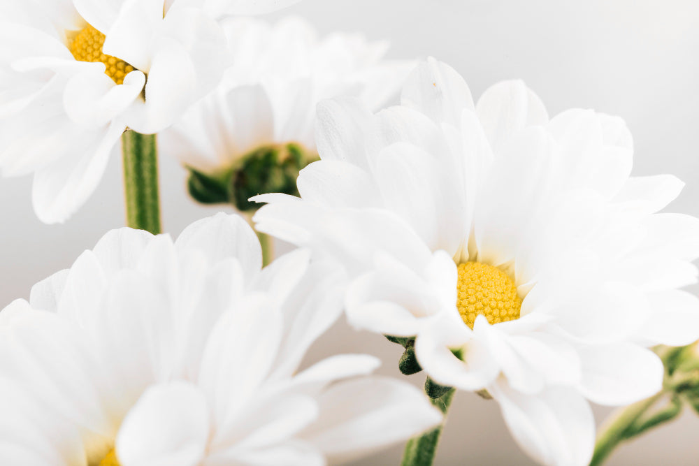 what is the meaning of a white flower