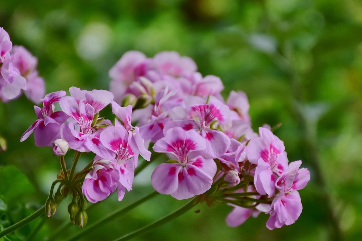 zodiac flowers