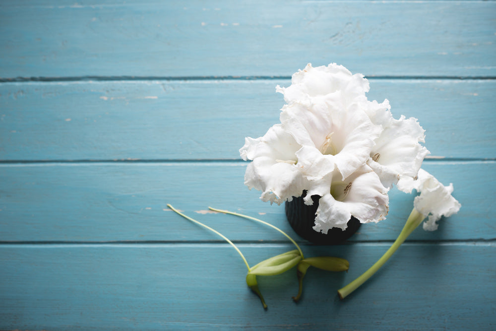 white carnation flowers