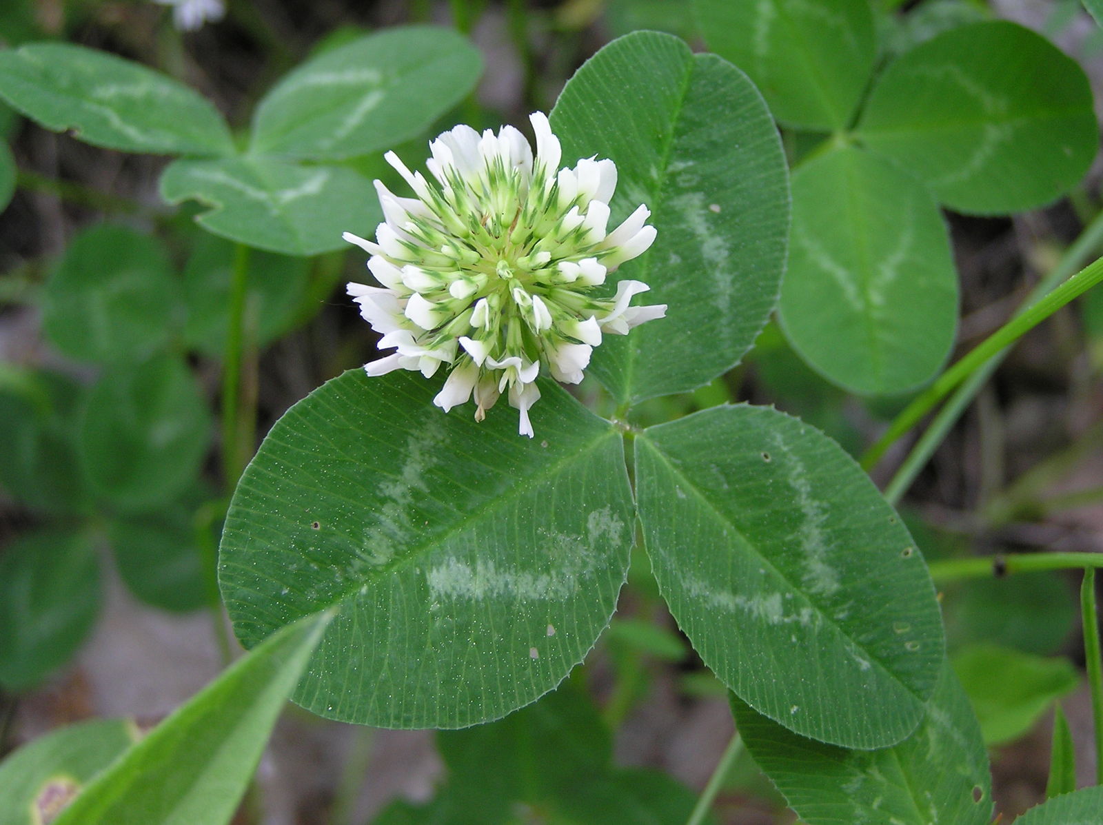 Flowering Weeds: Clovers (Trifolium)