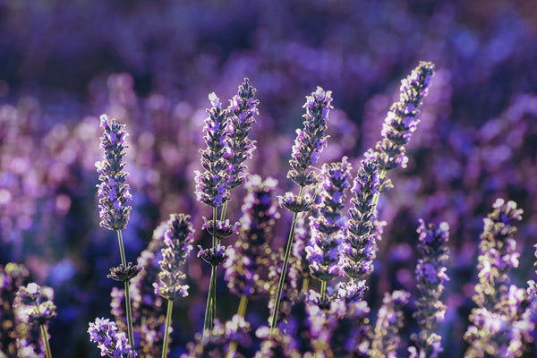 Lavender: Calm Meets Charisma