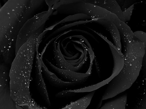 Exploring The Meaning Of Black Flowers: The Enigmatic Beauty » FloraQueen EN