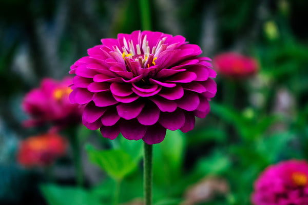 Dahlia Flower Symbolism