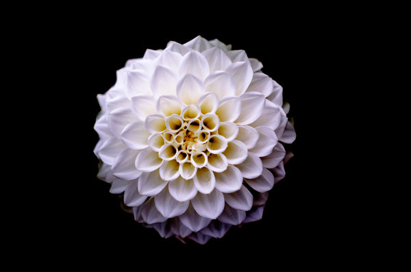 Dahlia Flower Symbolism