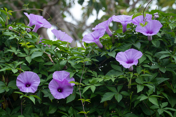 September Birth Flowers: Morning Glory