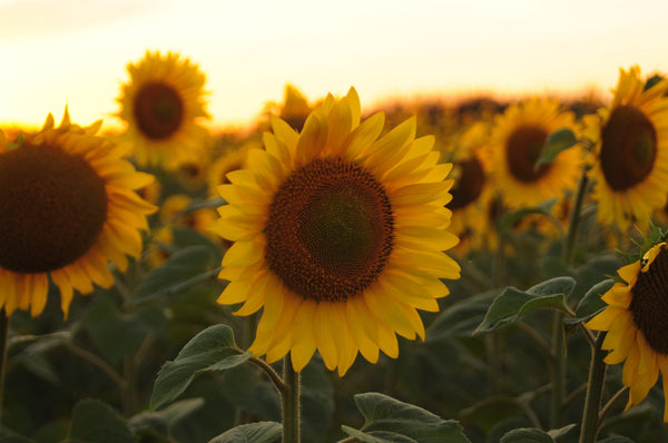 Sunflower Meaning: A Tale of Adoration and Loyalty