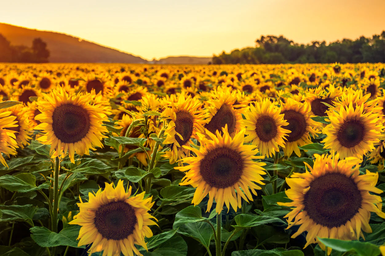 how to preserve sunflowers