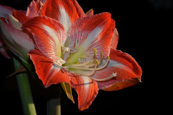 Amaryllis: The Striking Showstopper