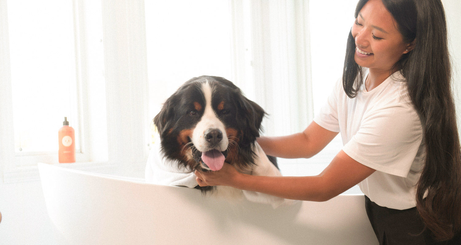 How to safely groom your pet at home? | ATTITUDE