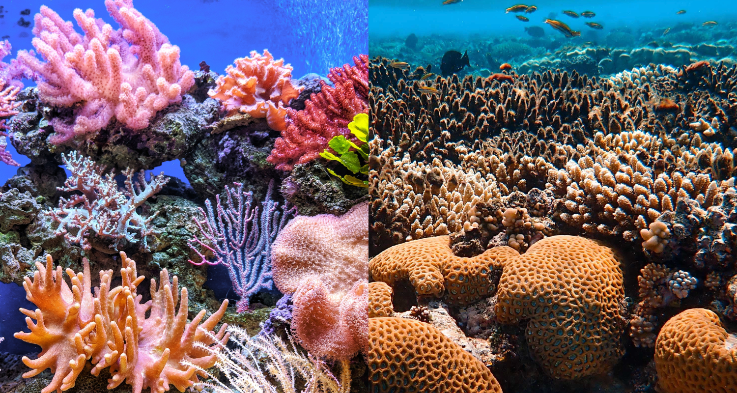 Ocean - Coral - reef safe sunscreen - reef friendly sunscreen  - ATTITUDE