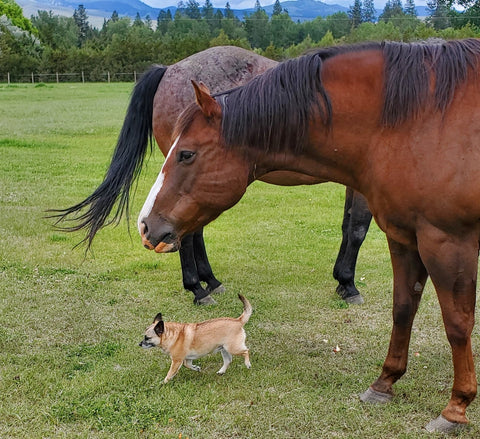 horses and dog
