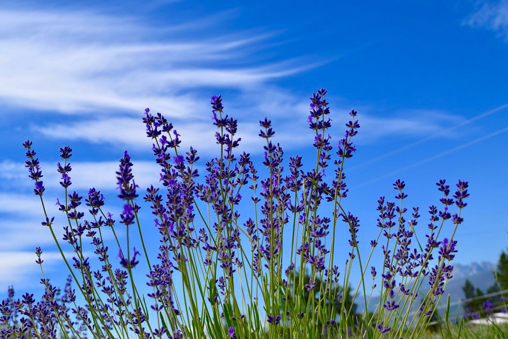 lavender fields with blue sky