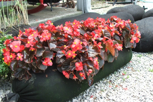 how to grow begonias