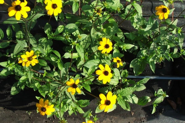 how to grow black eyed susans