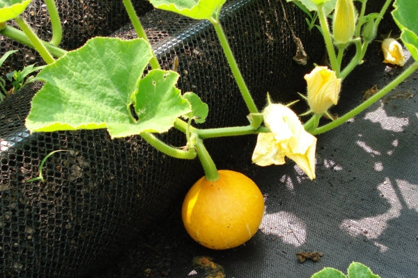 how to grow butternut squash