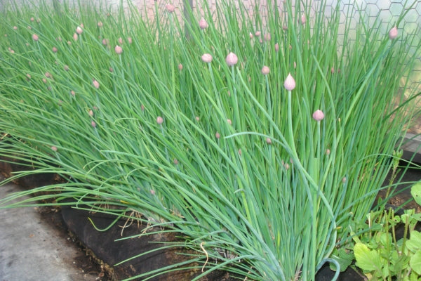 how to grow chives