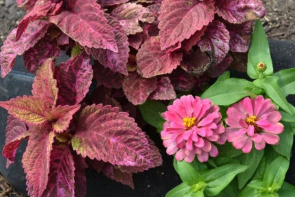 how to grow coleus