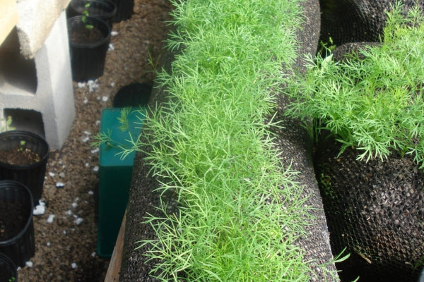 how to grow dill