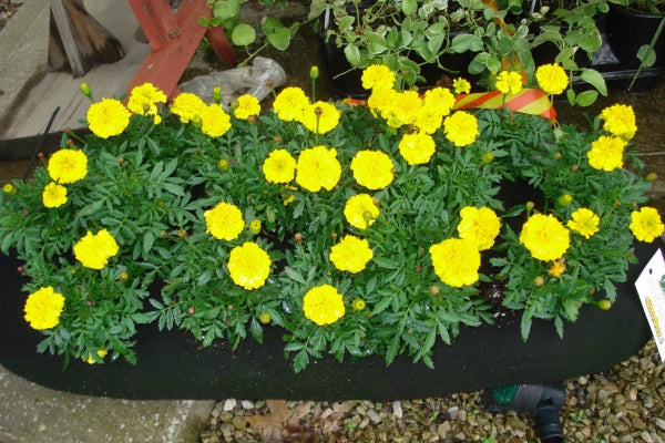 how to grow marigold