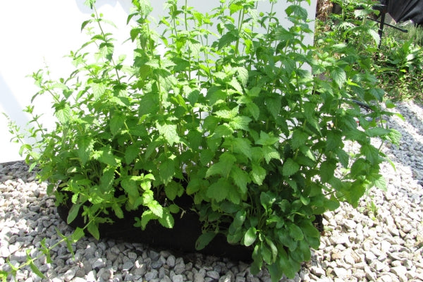 how to grow mint