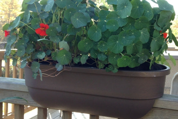 how to grow nasturtium