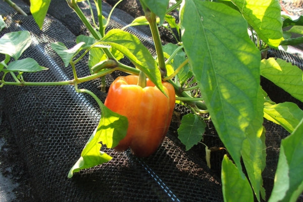 how to grow bell peppers