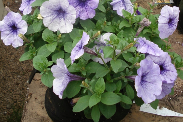 how to grow petunias