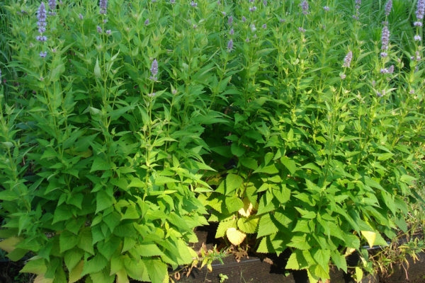 how to grow salvia