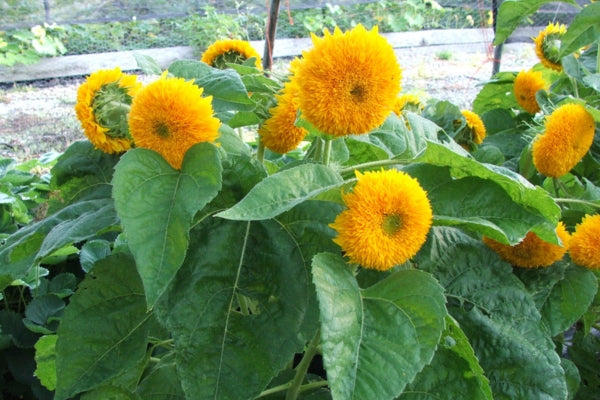 how to grow sunflowers