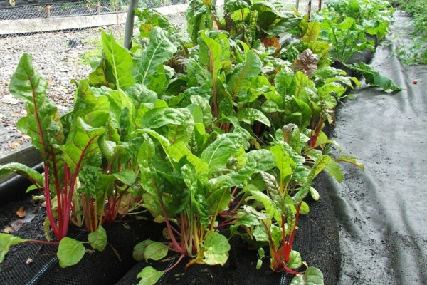 how to grow swiss chard