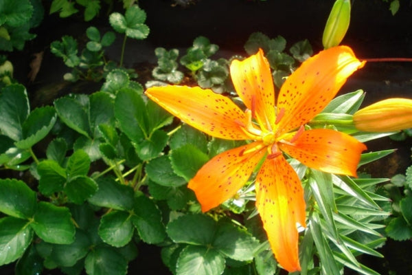 how to grow tiger lily