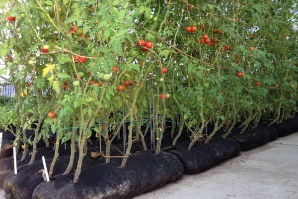 how to grow tomatoes