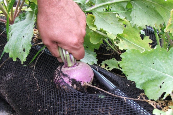 how to grow turnips