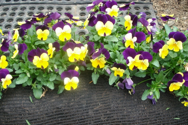 how to grow violas