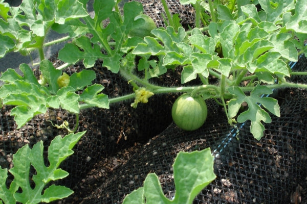 how to grow watermelon