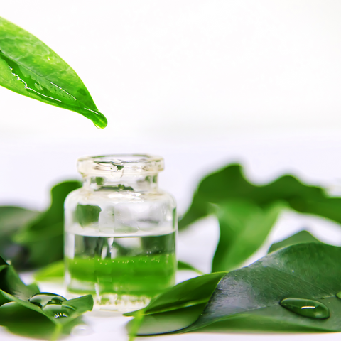 Tea Tree Oil Ancient Beauty Secrets for Holistic Wellness