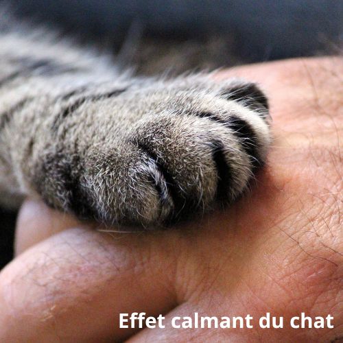 Effet calmant du chat