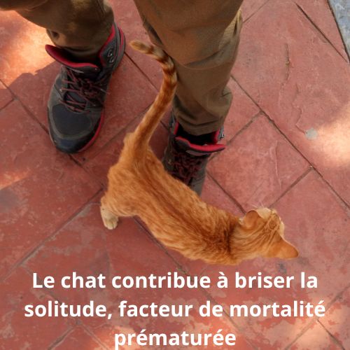 Le chat contribue à briser la solitude, facteur de mortalité prématurée