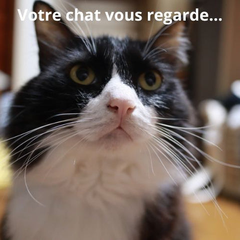 Votre chat vous regarde