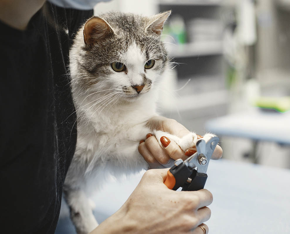 Cat-Grooming-101_In-Blog_990px__0001_pexels-gustavo-fring-6816853