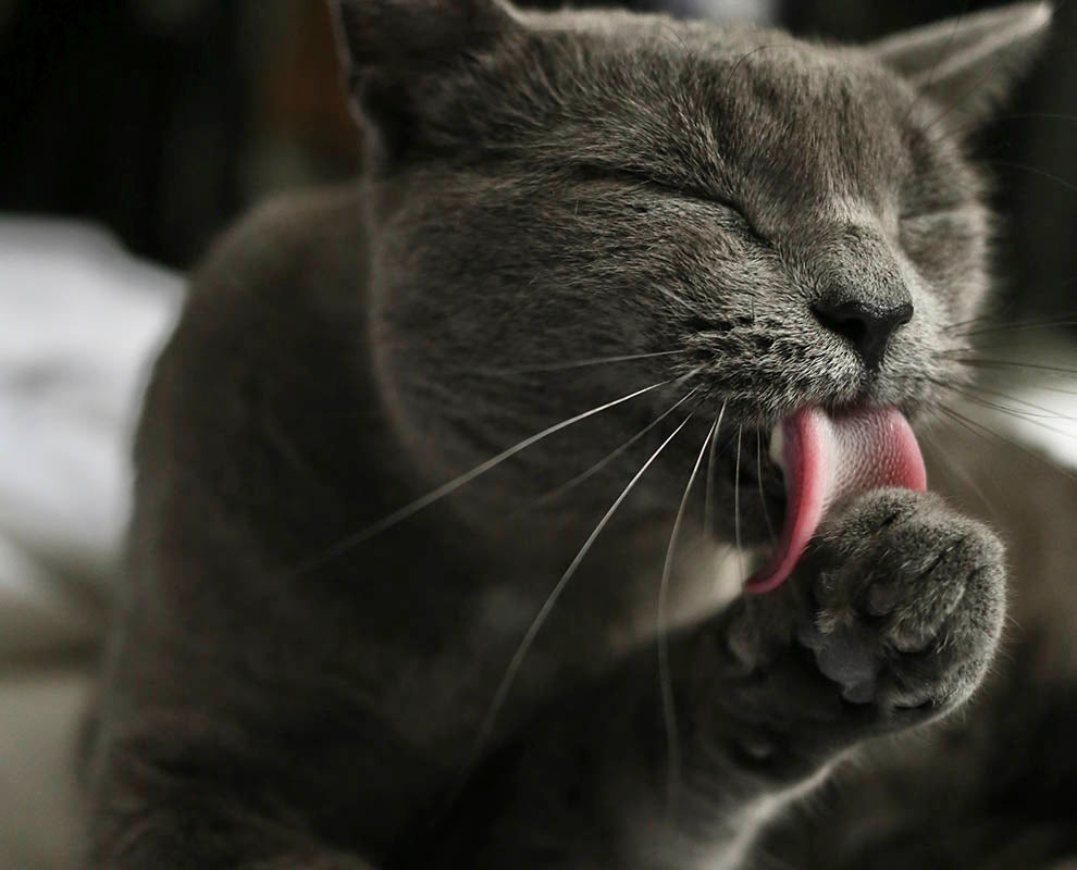 In-Blog_990px__0000_Cat-Scratching-5