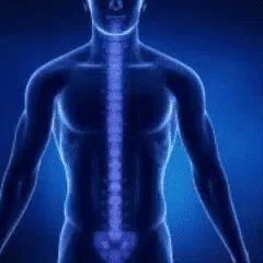 Back-Brace-Posture-Corrector-Lower-Back-Pain-And-Sciatica-Support-Belt.webp__PID:25696870-030b-401e-ade5-269dfb90edda