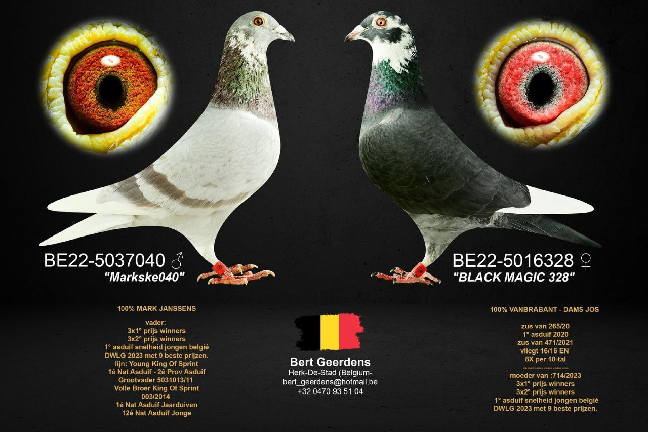 Parents "714" Bert Geerdens, Crowned the best young pigeon in the local association "De Ware Liefhebbers Geetbets" 2023