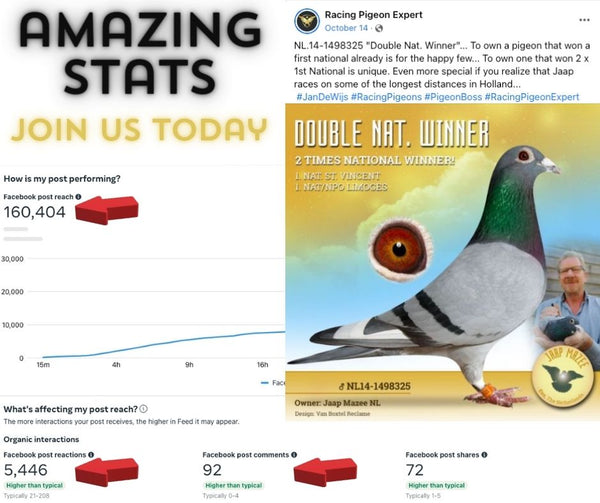 The amazing stats of just one post from Jaap Mazee, racing pigeons