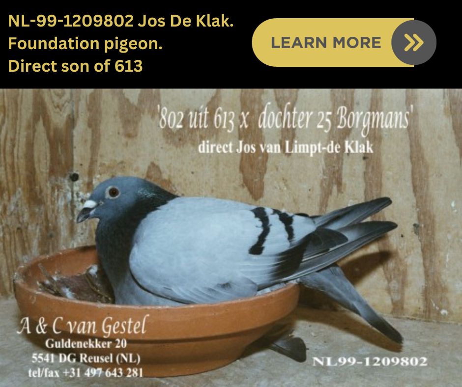 NL-99-1209802 Jos De Klak. Foundation pigeon. Direct son of 613